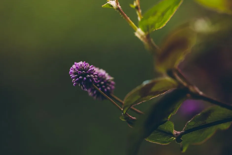 Detailed close-up of a purple wildflower in a natural setting, exhibiting lush foliage.
